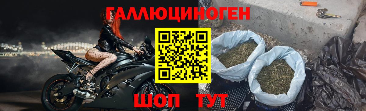 Галлюциногенные грибы Psilocybe Киреевск